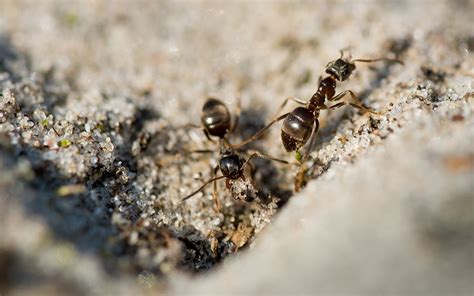 起名 八字 家中突然出現很多小螞蟻